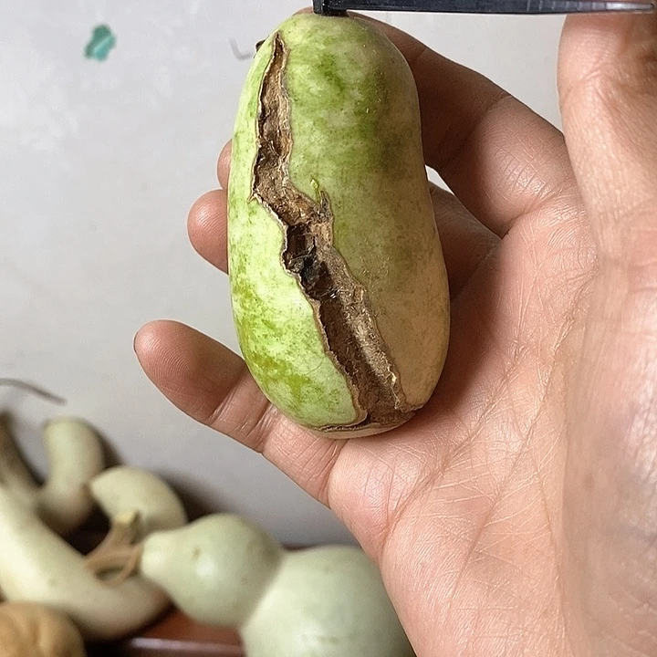 臧***滨青皮葫芦手把件摆件