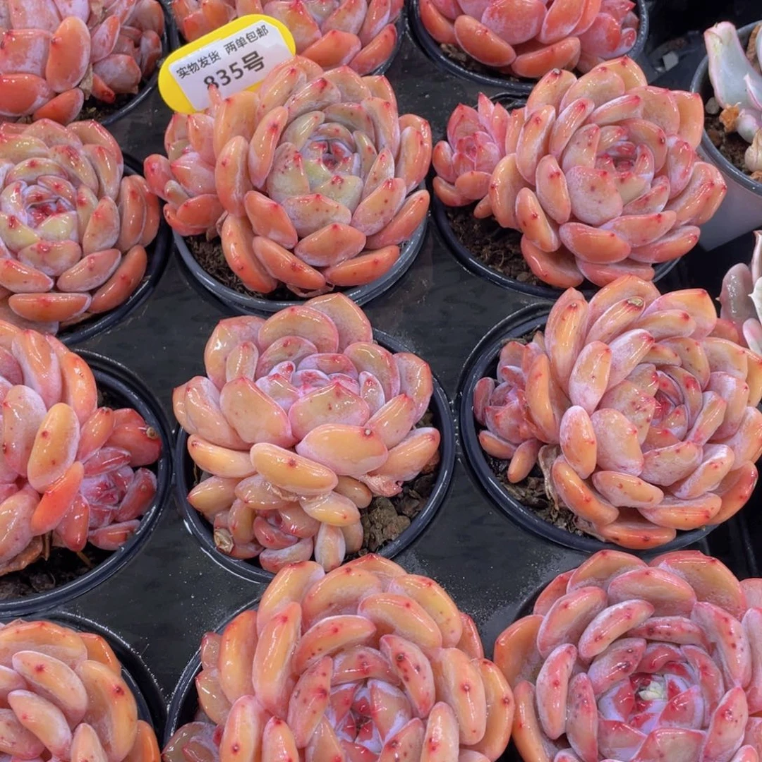 835号 大双头全状态仙女橙一个