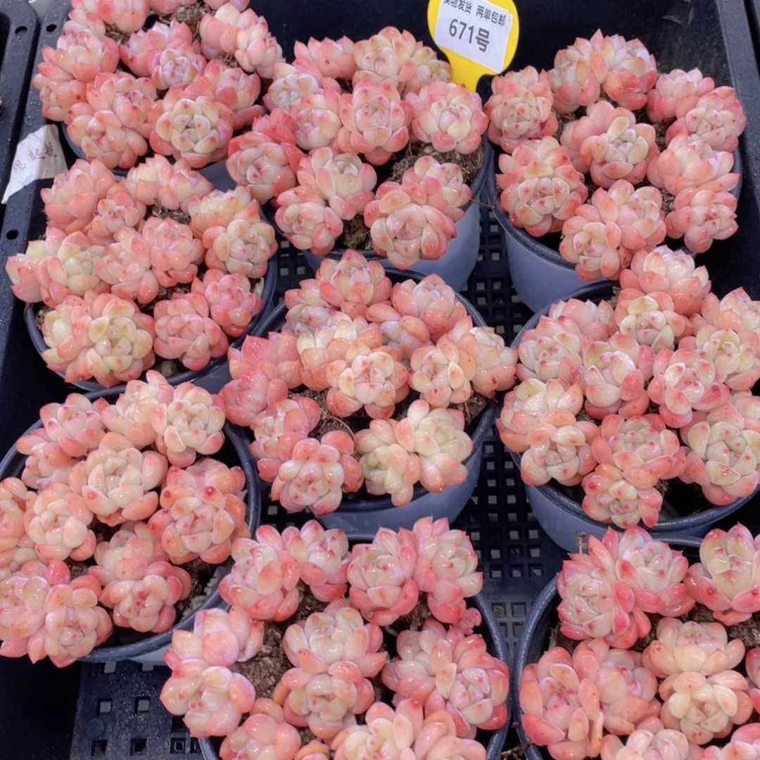 671号 全状态太妃糖拼盘一大盆