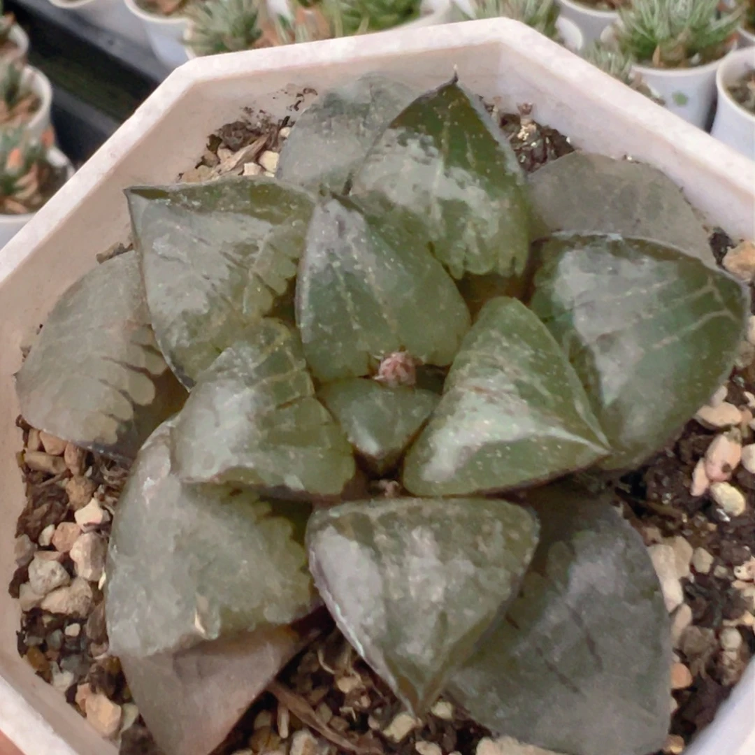 175多肉植物百科知识