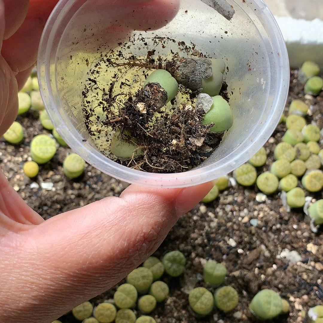 多****E82多肉植物保护