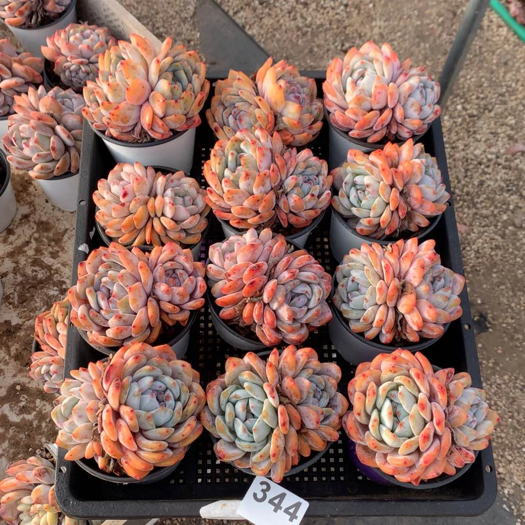 344橙子多肉植物组合