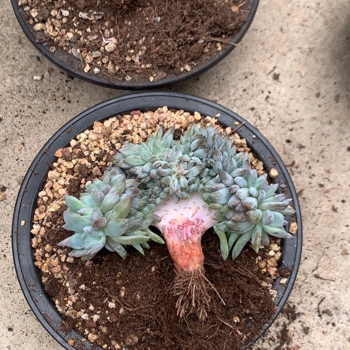 ****i多肉植物星影树缀微瑕发货