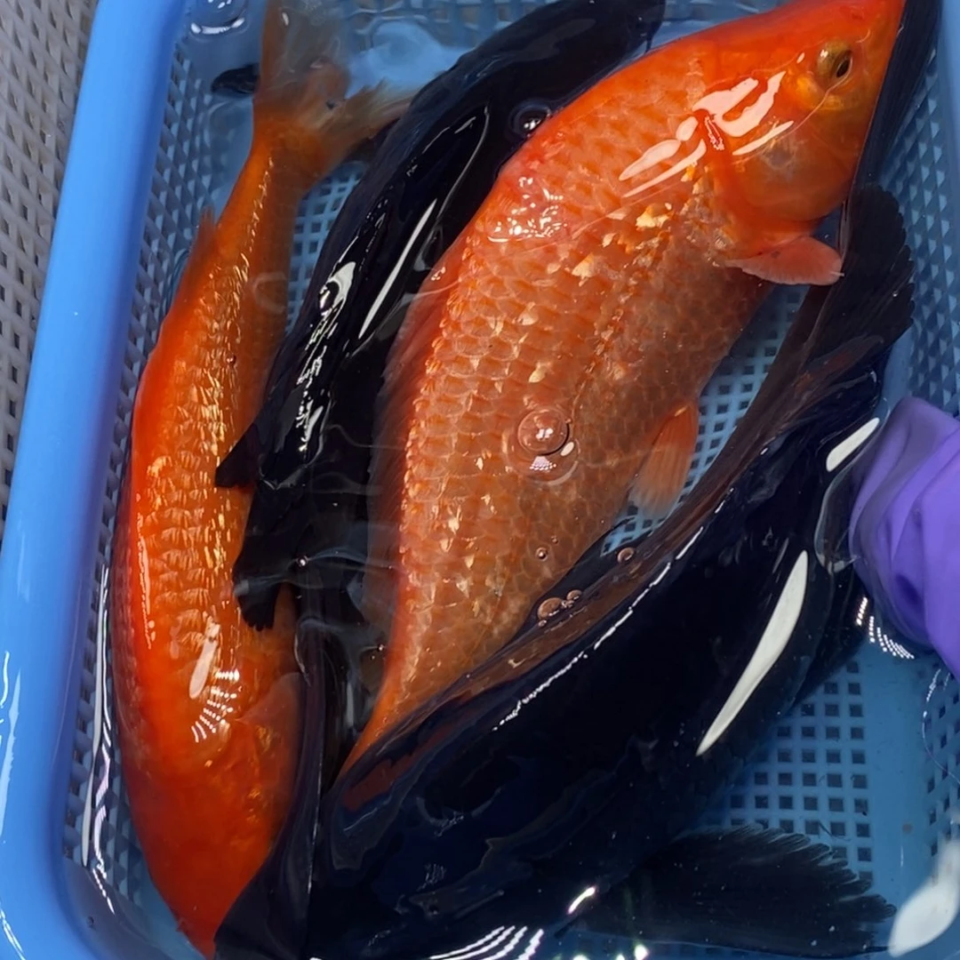 锦鲤冷水锦鲤包邮