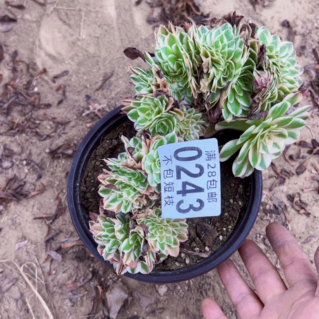倾城缀多肉植物0243