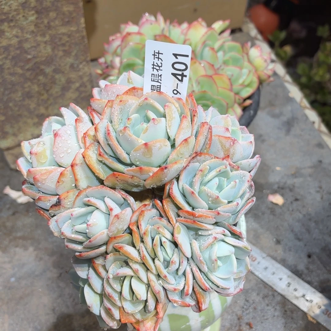 同温层多多肉白月光401