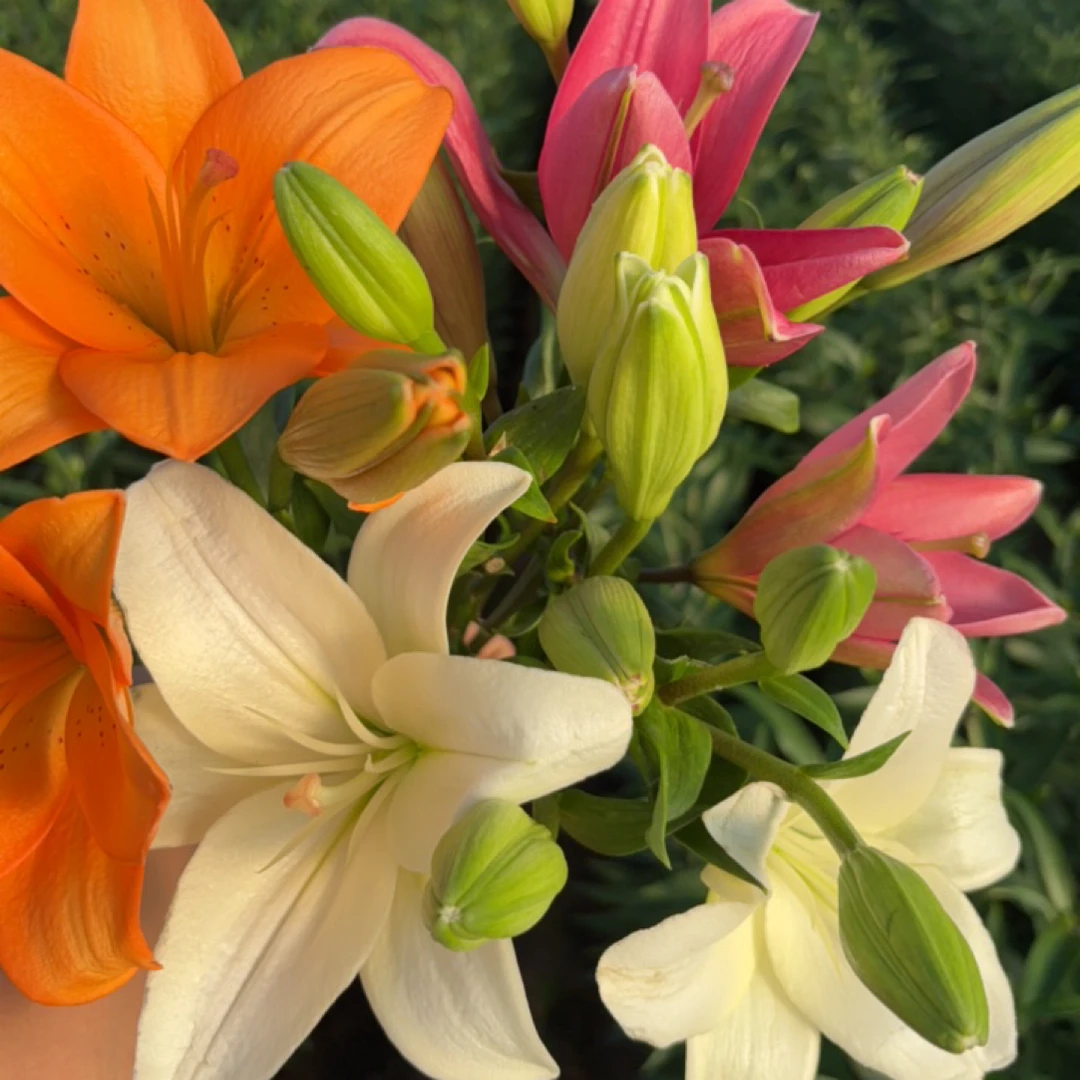 混色亚洲百合花百合东北鲜切花基地鲜花直发顺丰包邮家居养护
