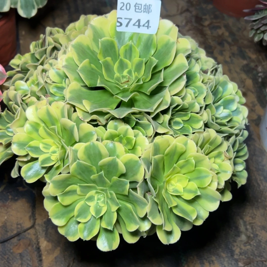 744绿豆沙，多肉法师