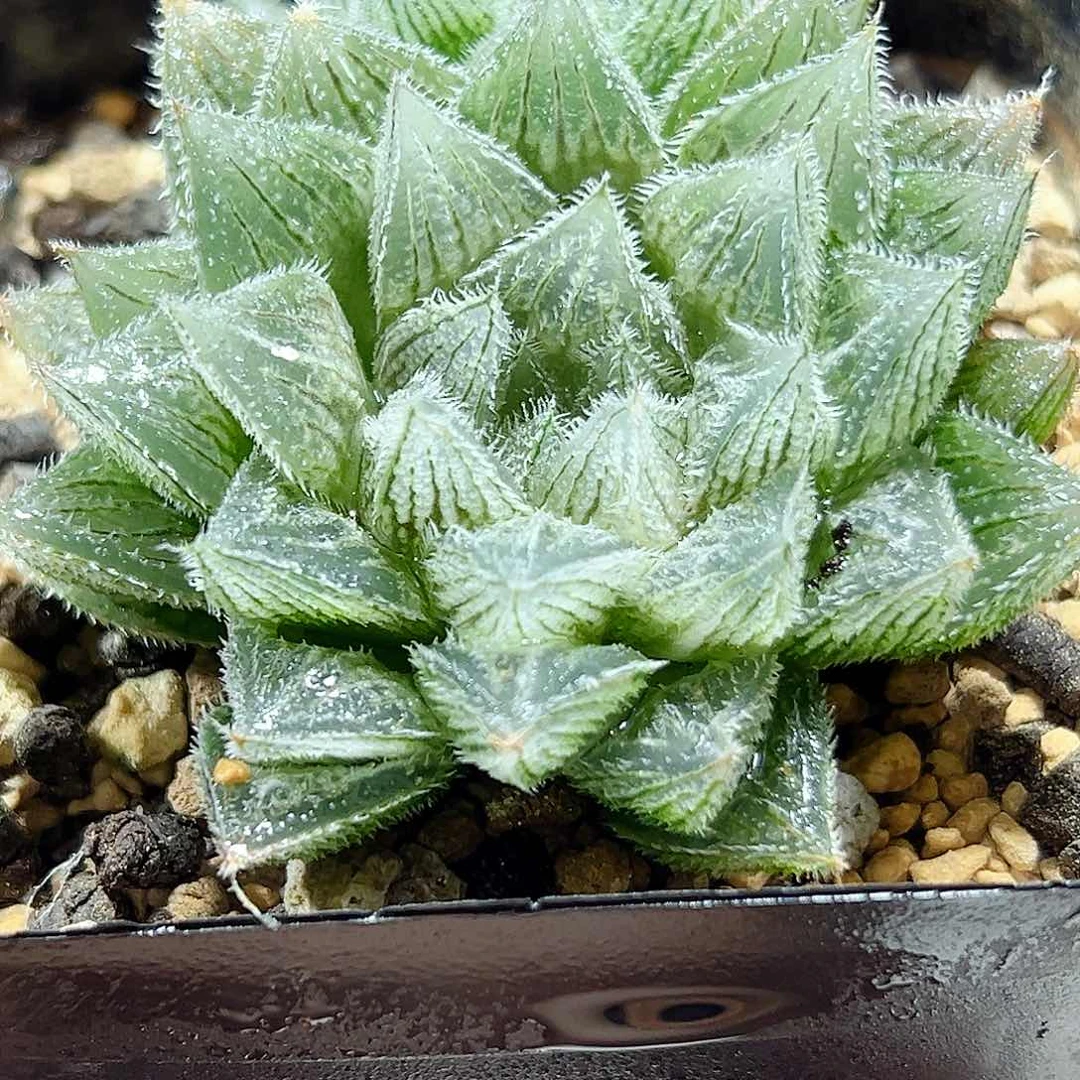 十二卷多肉毛玉露