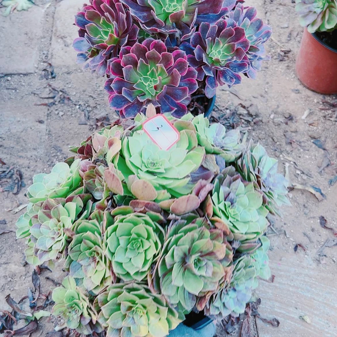 【闪购商品】无花朵唯*3号花月夜，金丝雀多肉植物无售后