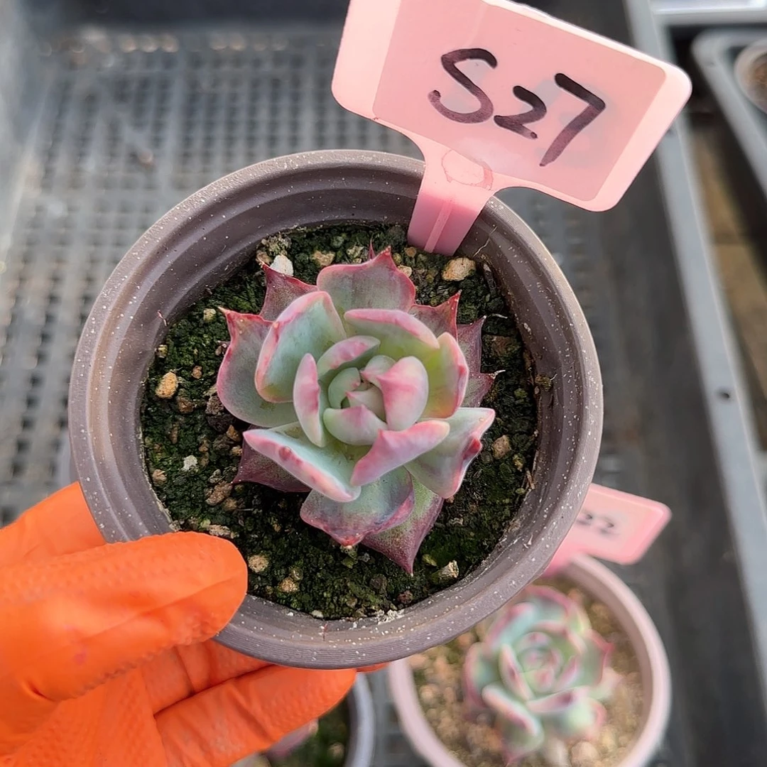 那*S27惊鸿单头多肉