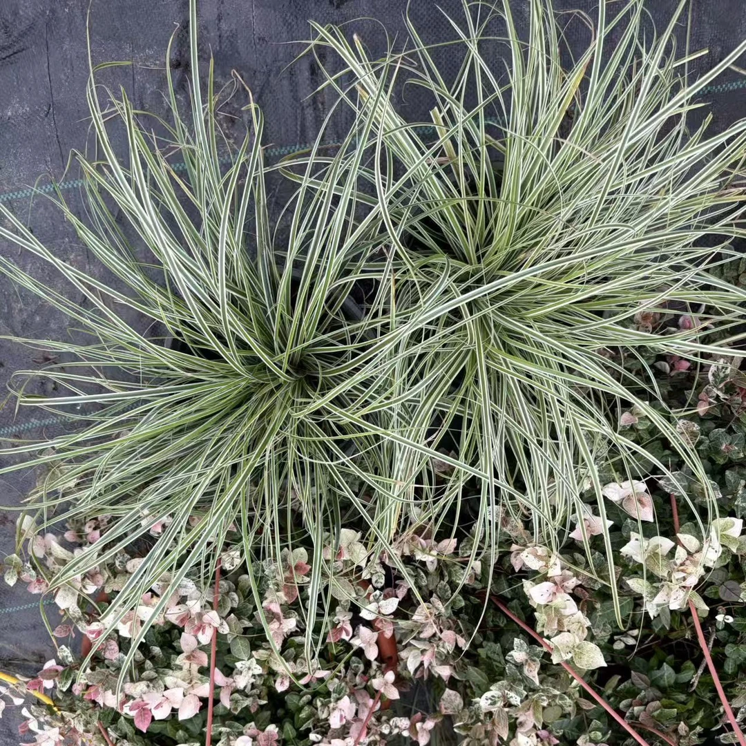 埃弗里斯特苔草  新奇植物无土栽培适合懒人种植