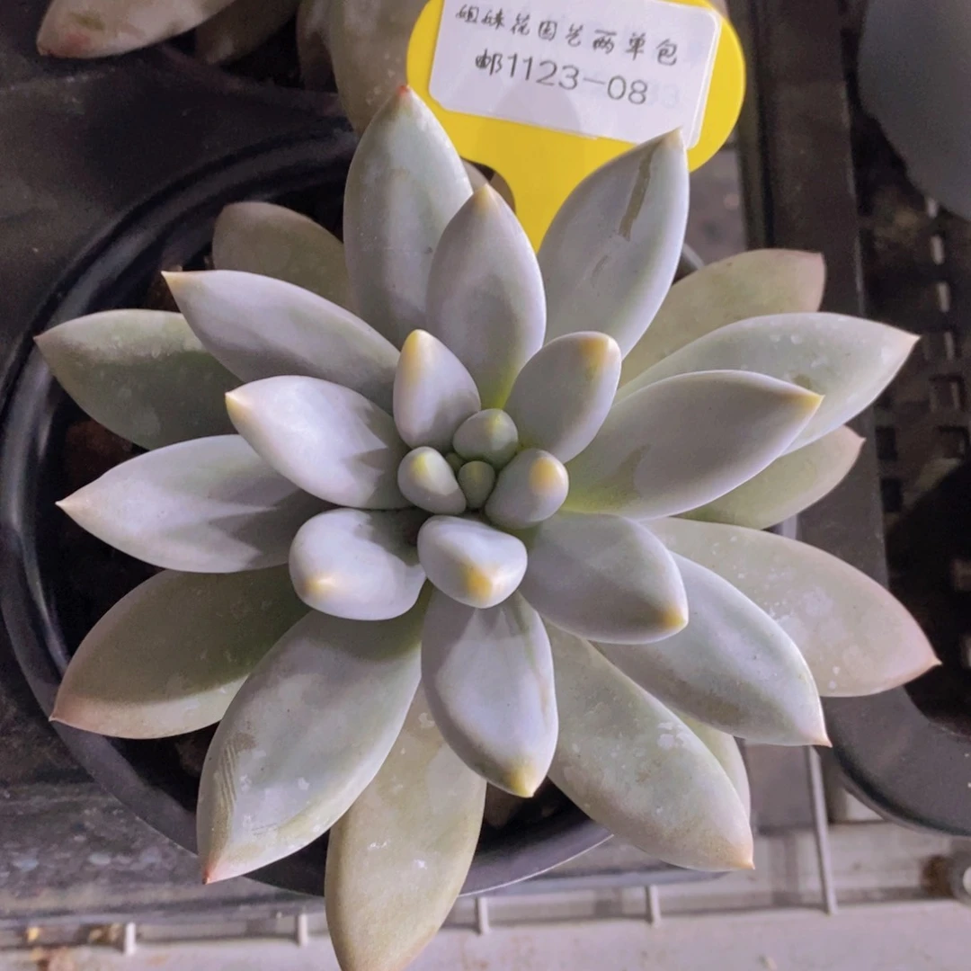 1123-08-精品母本哥特萝莉单头一个