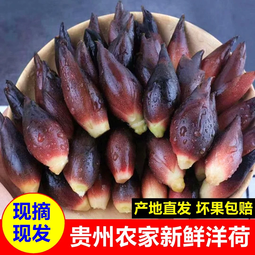 新鲜洋荷姜贵州高山阳荷带泥鲜洋霍阳和农家现摘茗荷洋豁当季蔬菜