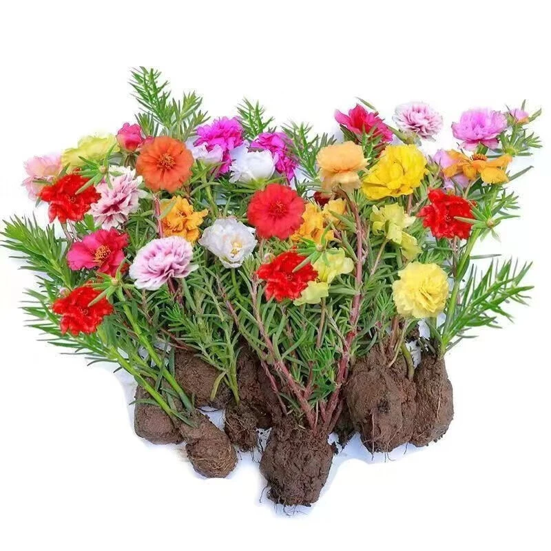 太阳花重瓣苗枝条盆栽混色大花带根带花苞室内花卉绿植好活易养