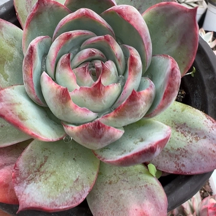 惊鸿仙子拉丝锦多肉植物2404