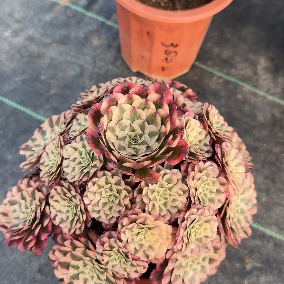 米***粒无花朵3822-分工88基地基地基