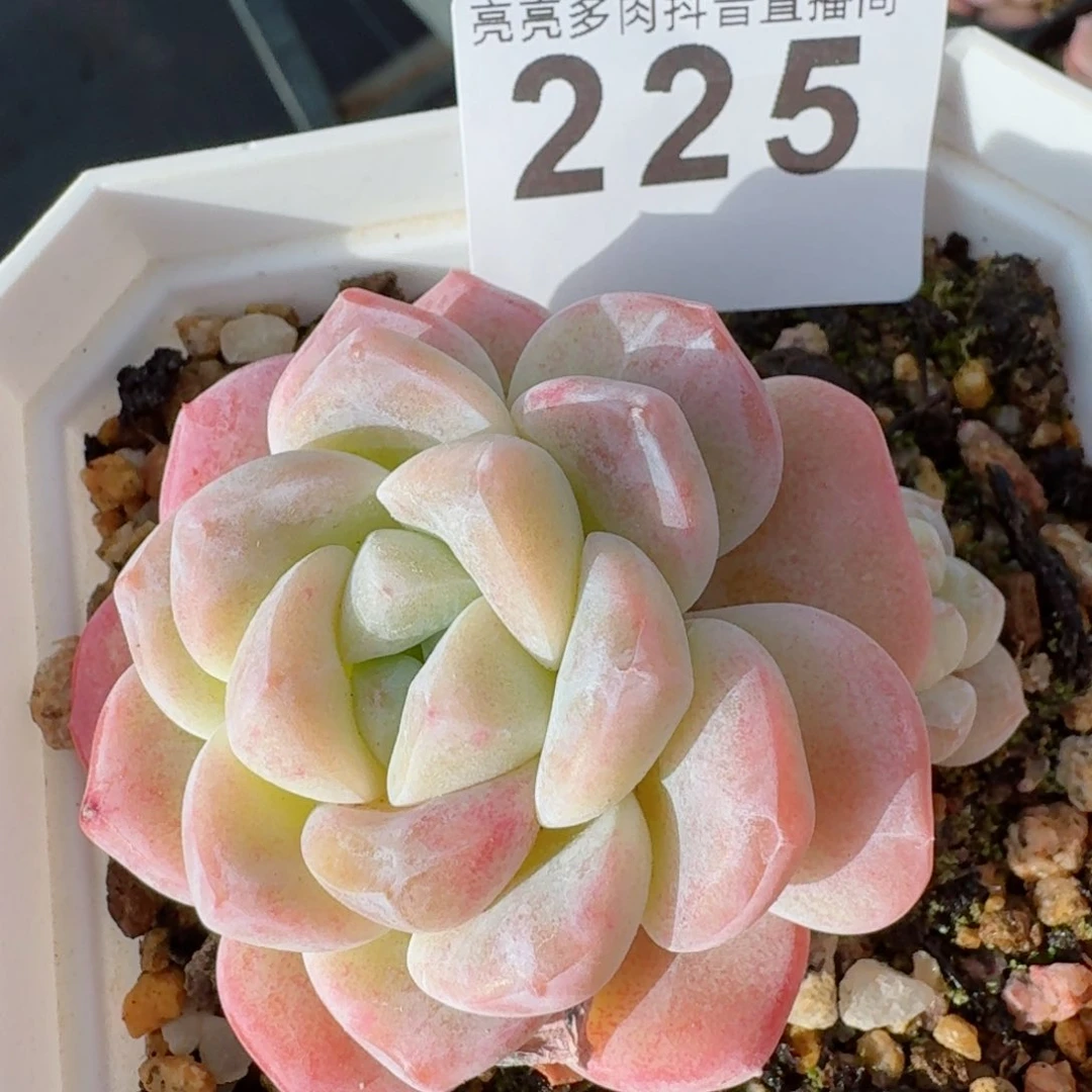 玉蝴蝶         精品多肉