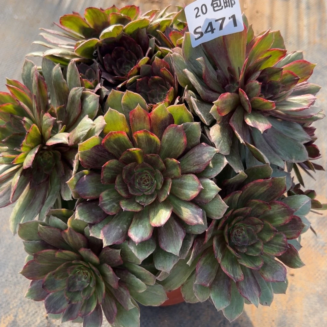 471红丝蓉，满20包邮嘟叮熊