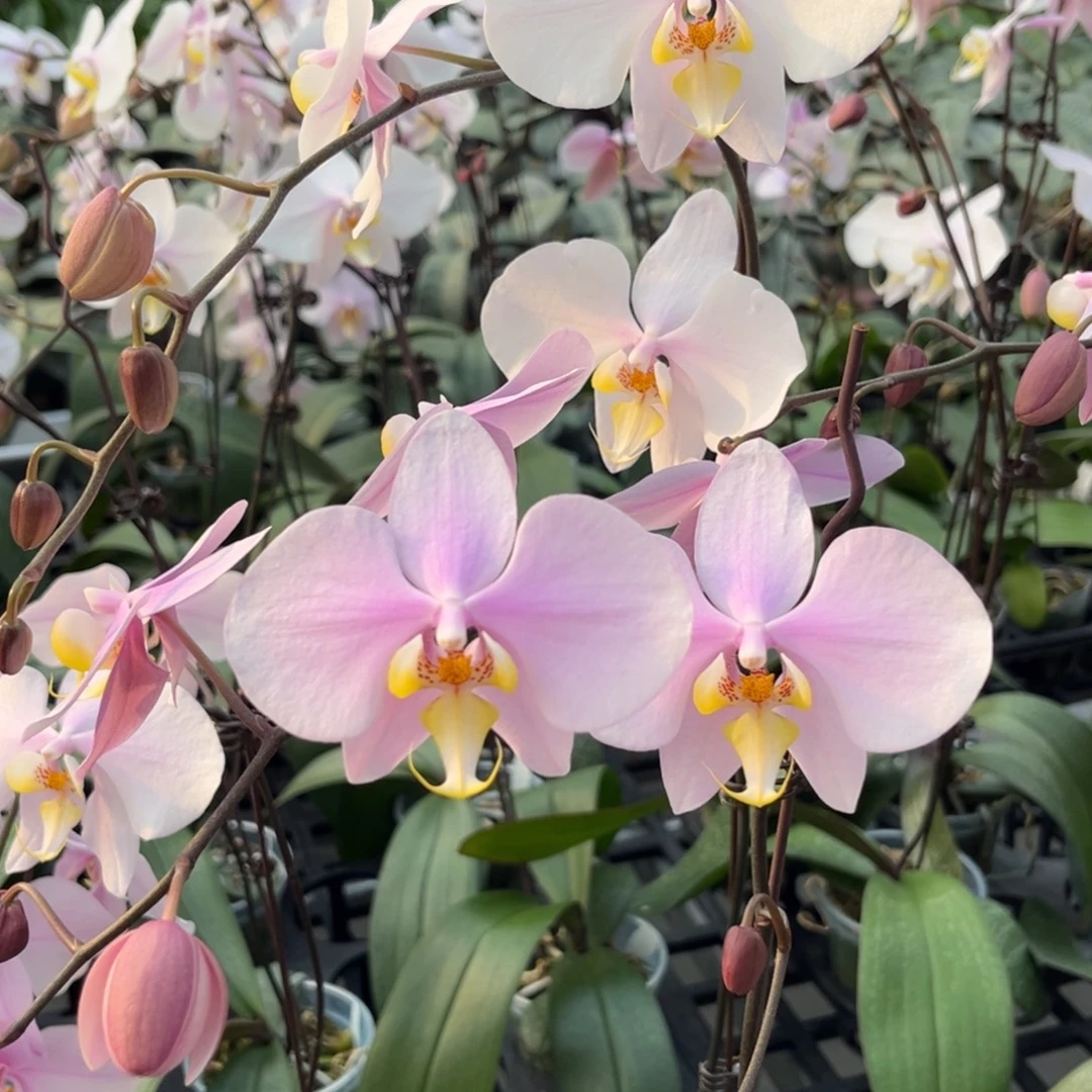 完全开放3寸山採西交沙巴阿妈开花株