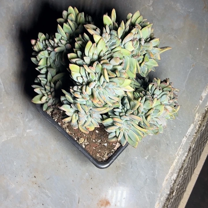 超大海洋之歌群生缀化