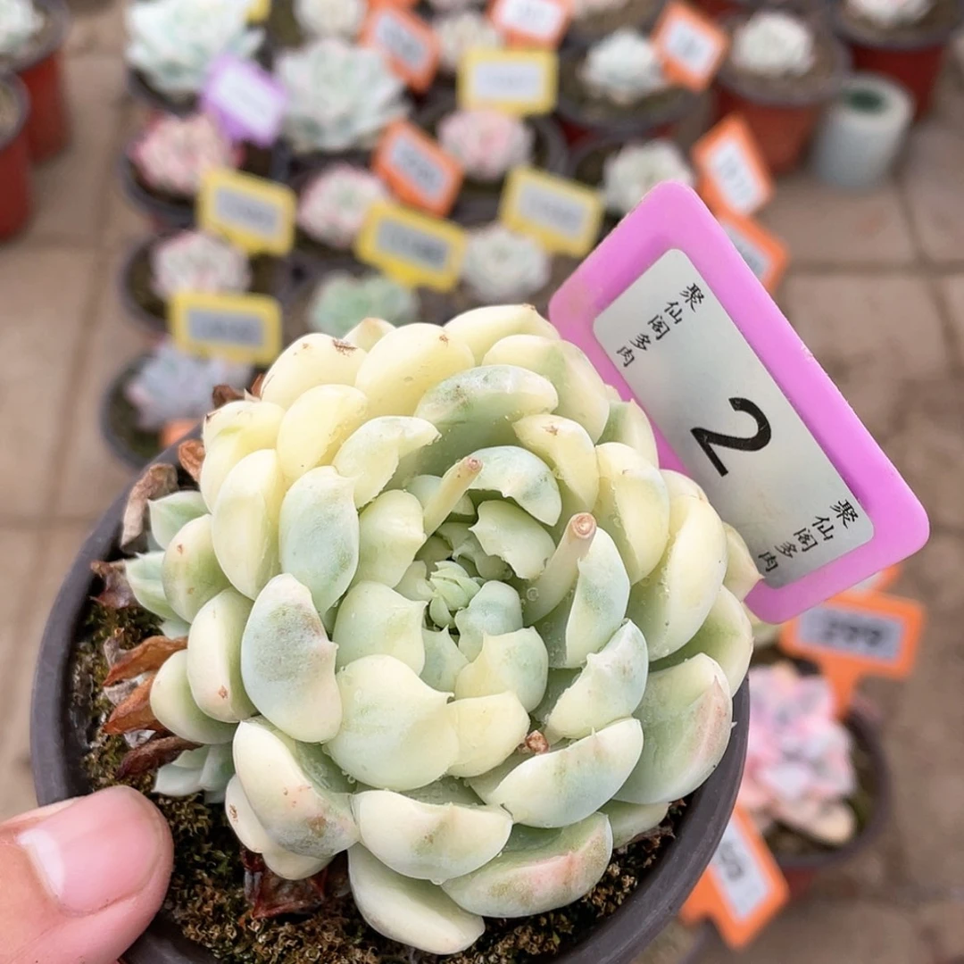 【闪购商品】2号的