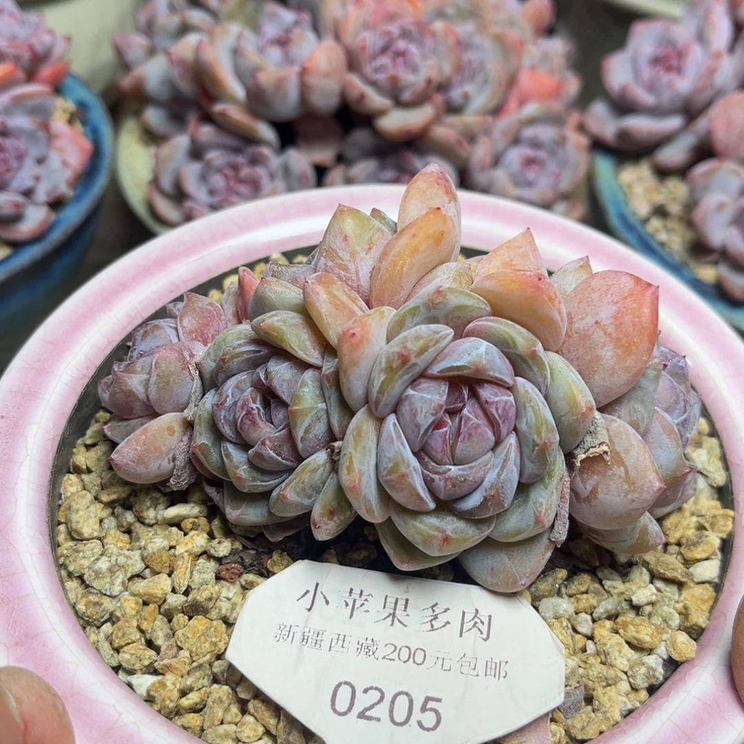 绿底紫心205/11cm5头