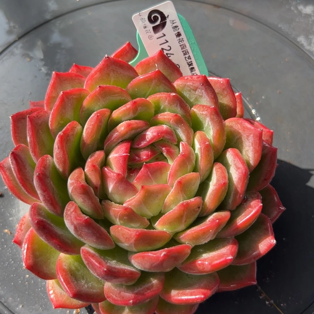 从前慢花园多肉编号1124-216