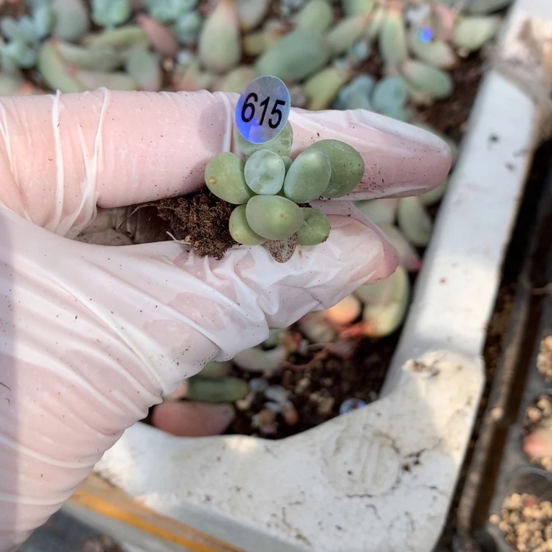 加菲猫哈哈哈哈哈哈哈哈哈615