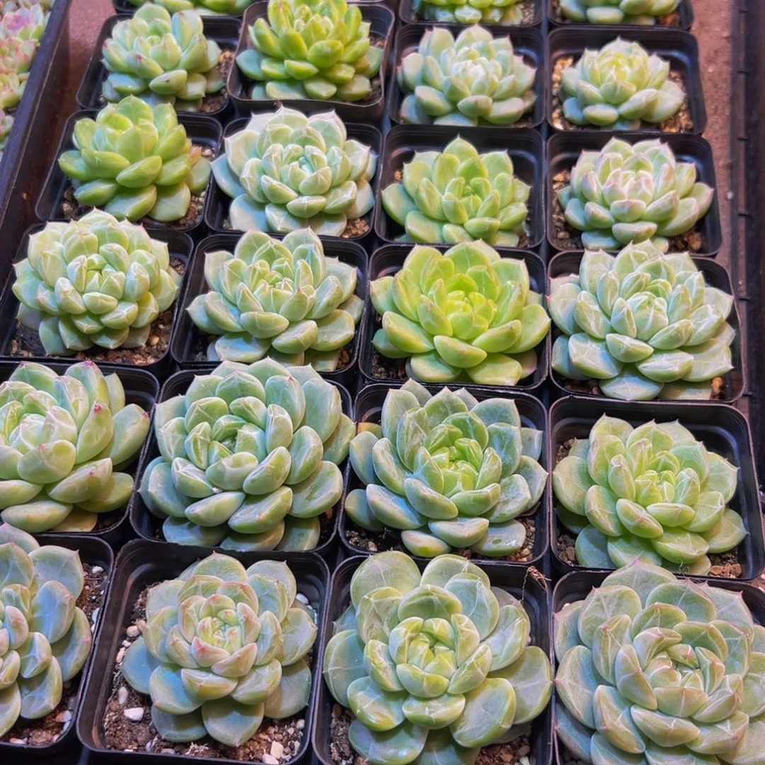 蓉***蓉896多肉植物的生长发育和