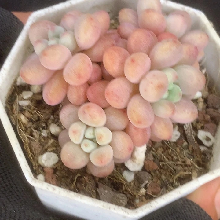 （满9.99包邮）鱼子酱。4-5cm 猫小姐多肉