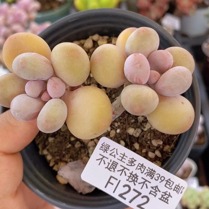 蛋黄奶6cm272多肉植物