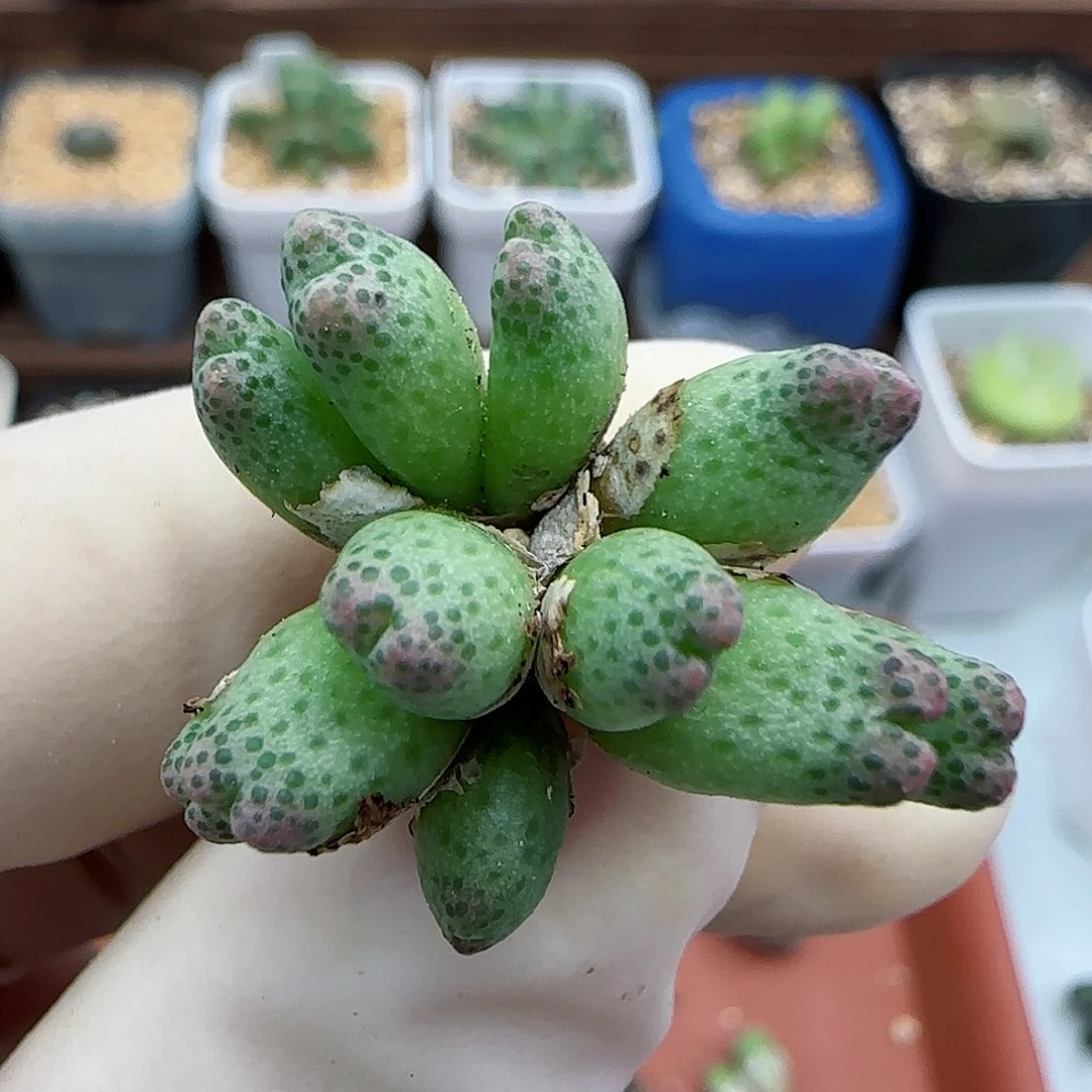 730龙猫1429.05斑马