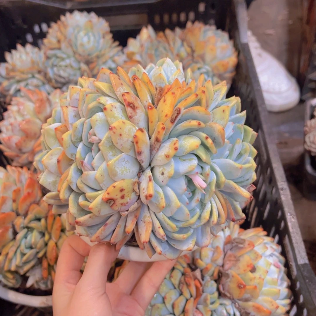 橙梦露18cm起多肉