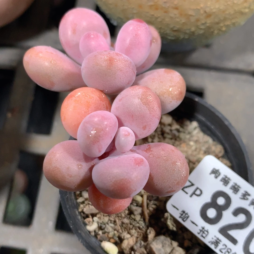 5CM拇指盆精控多肉ZP820