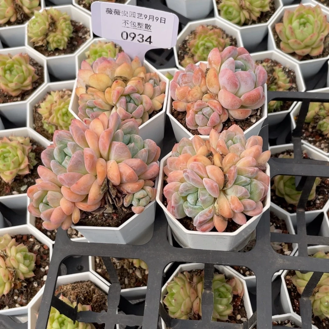 框拍不包整散0934