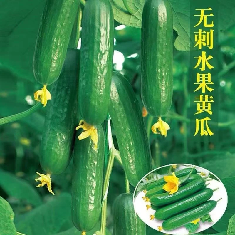正宗荷兰无刺水果黄瓜苗全雌水果黄瓜秧苗高产蔬菜秧苗满地爬黄瓜