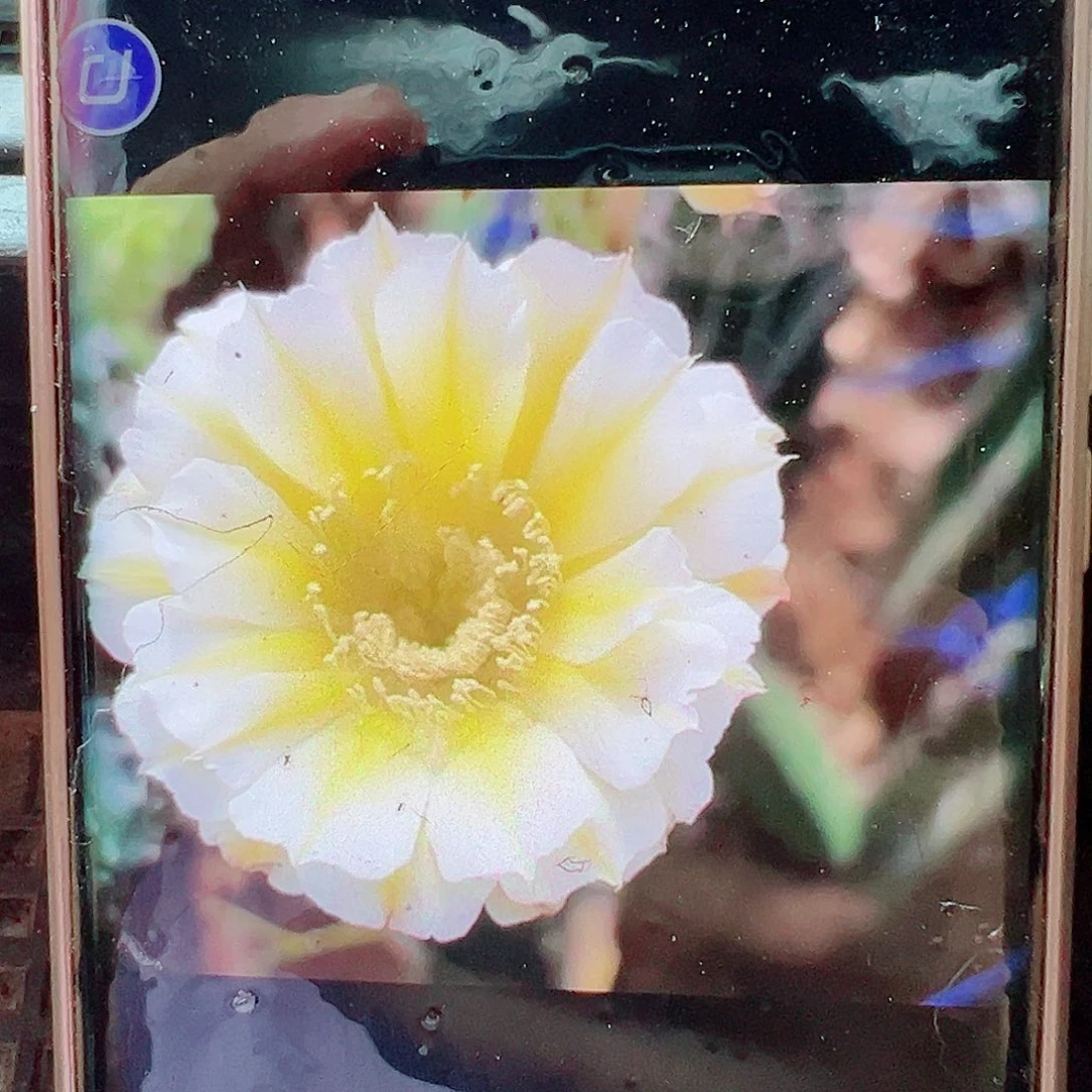 彩草黄白702侧芽 20 包邮