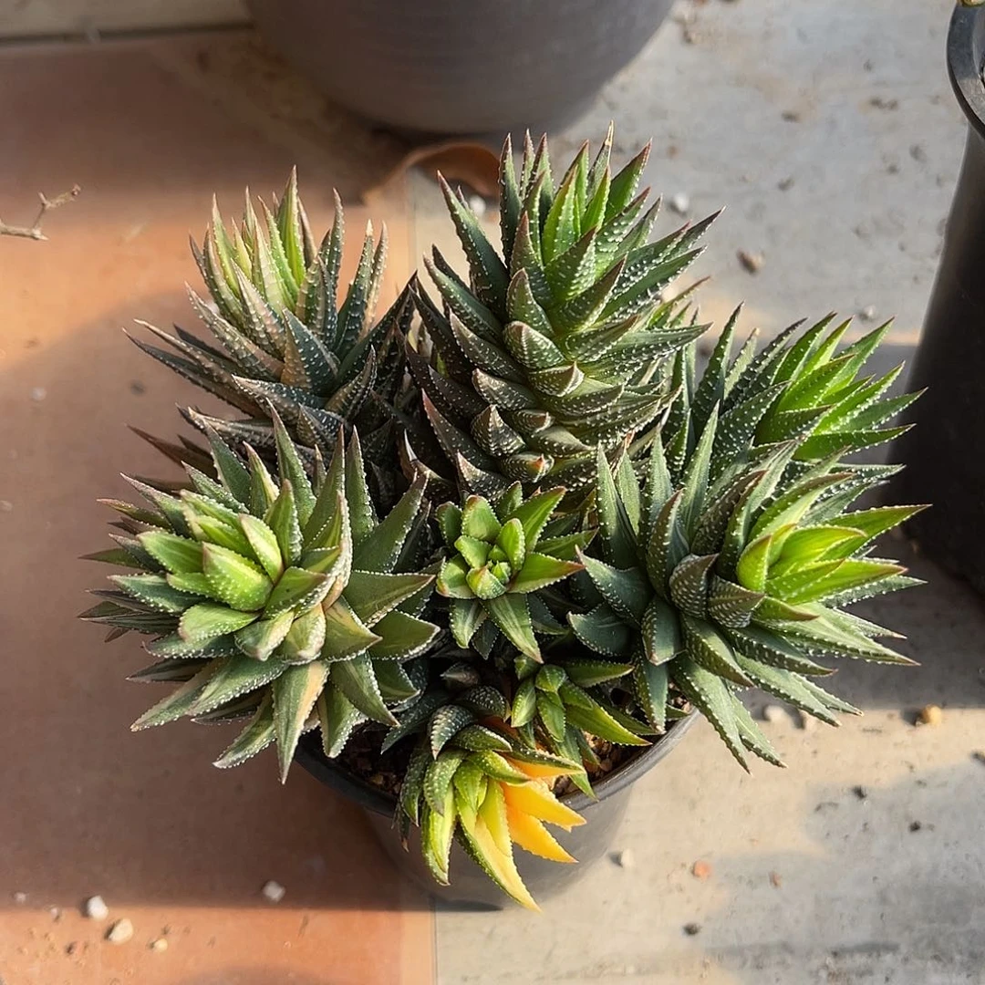 古笛锦一物一拍下单包邮