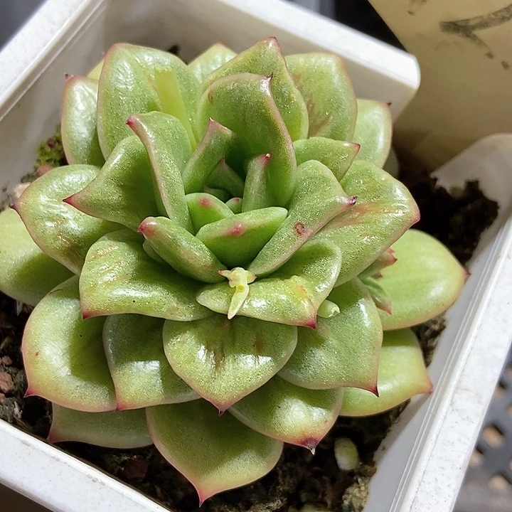 多肉植物蔷薇7251
