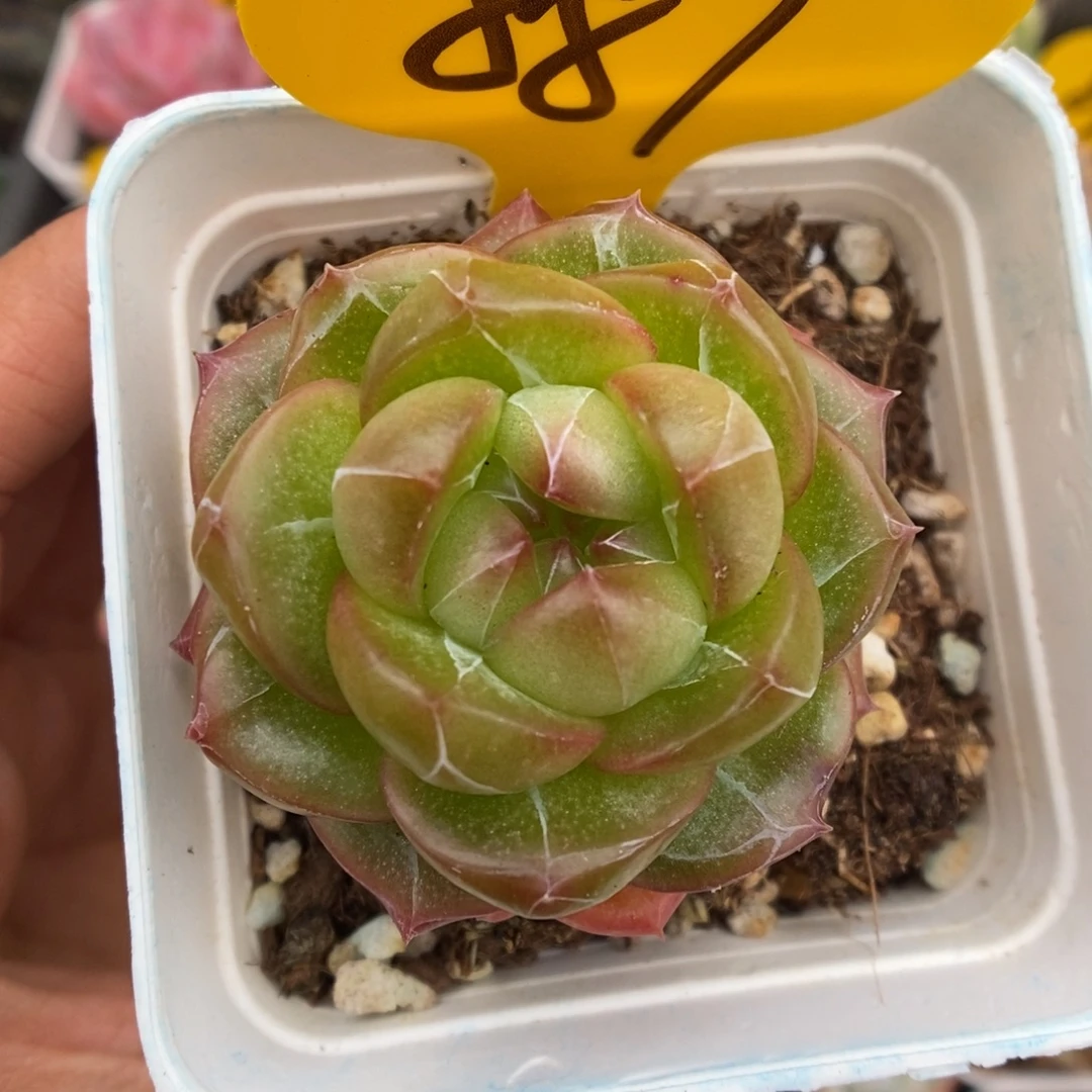 梦之蓝可拍887号。