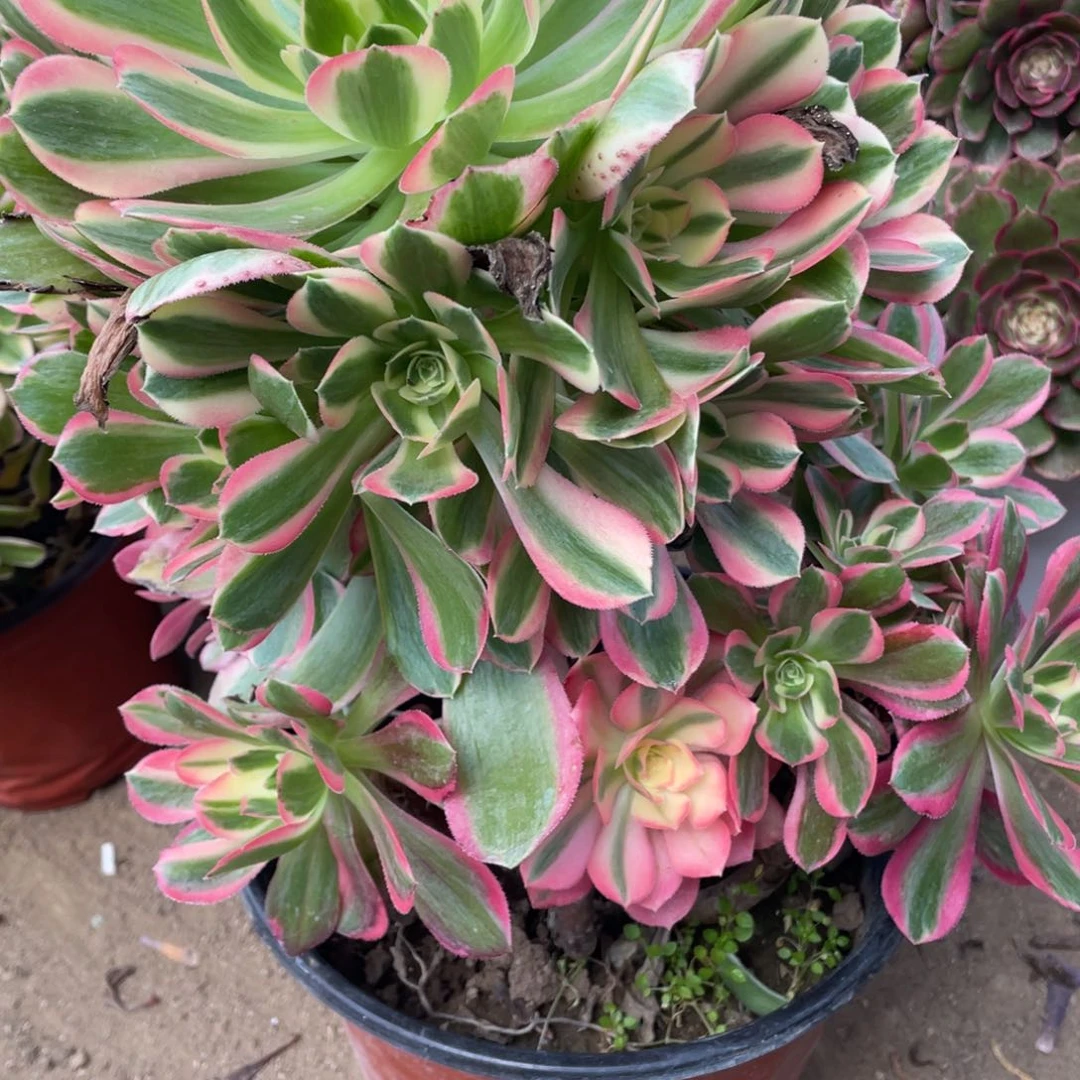 838粉女多肉法师断枝不包 