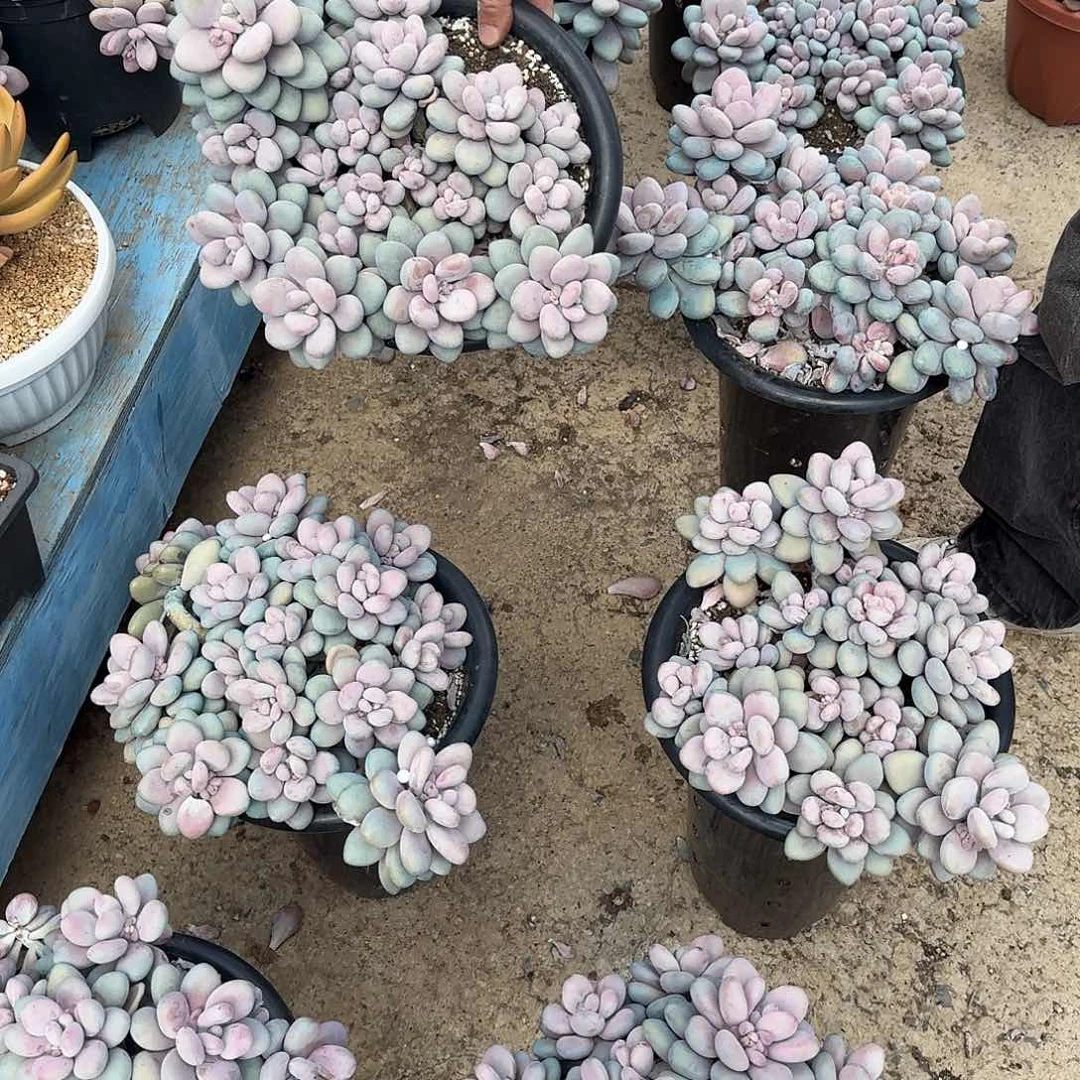 圆叶桃蛋多肉 00000000