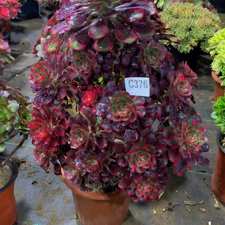 香****）丽娜3760000000000000