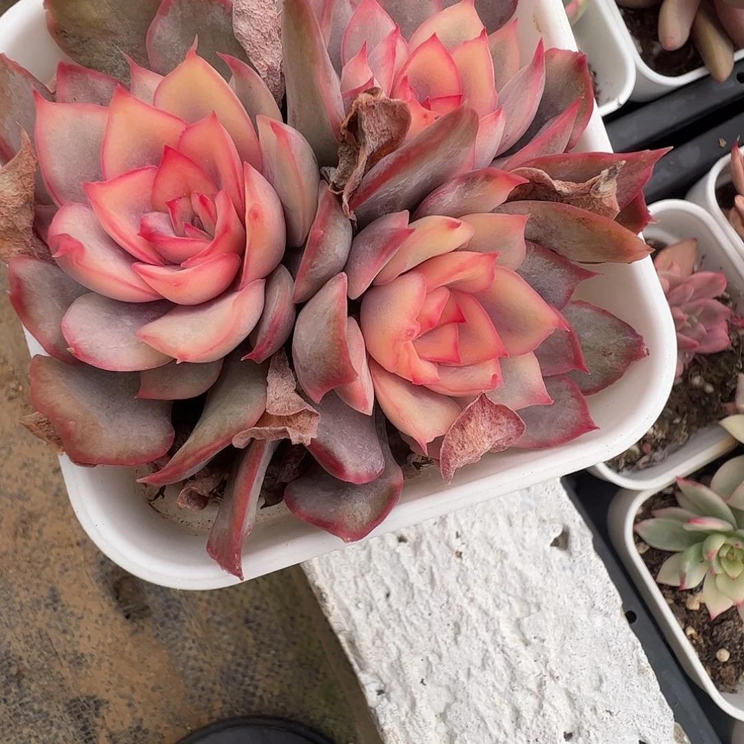 佳***乐多肉植物多肉植物