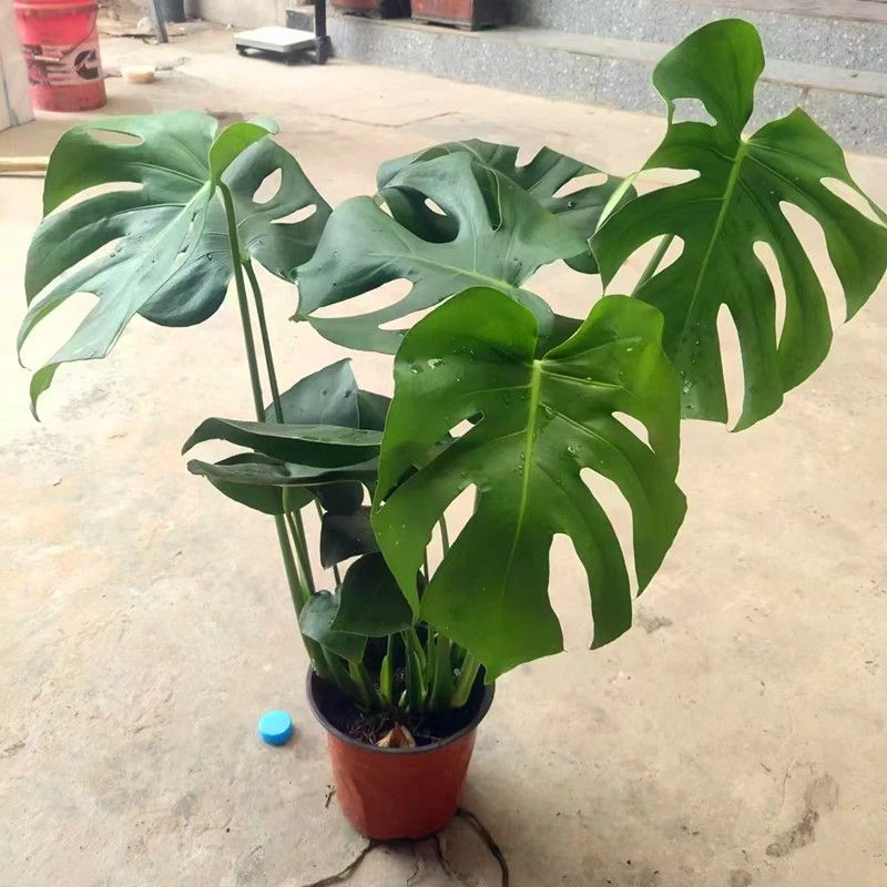 【W补贴】龟背竹大叶开背盆栽室内客厅绿植土培水培四季常青花卉