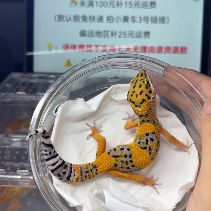 豹纹守宫翡翠妹妹