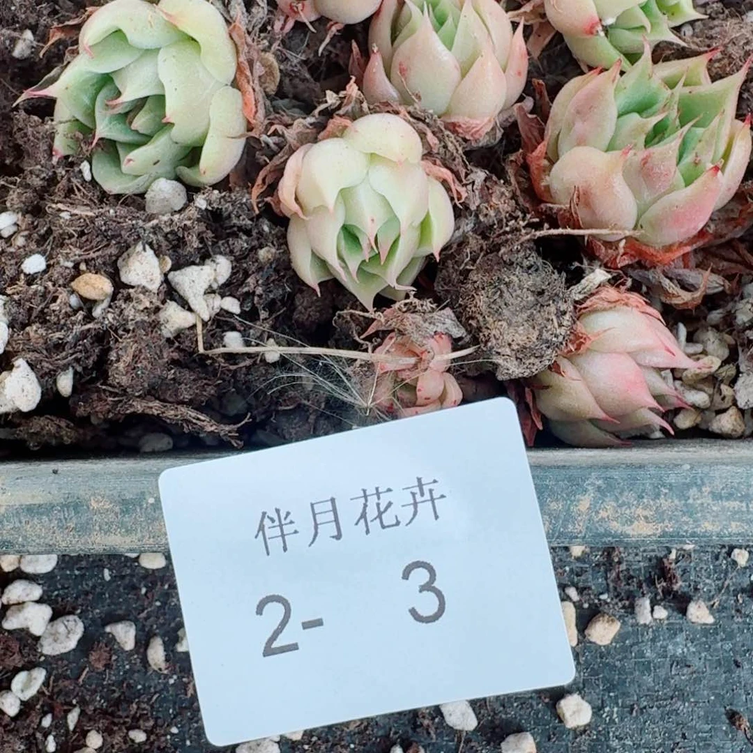 海胆珍妮苗子（混合个体）二十颗量拍2-3