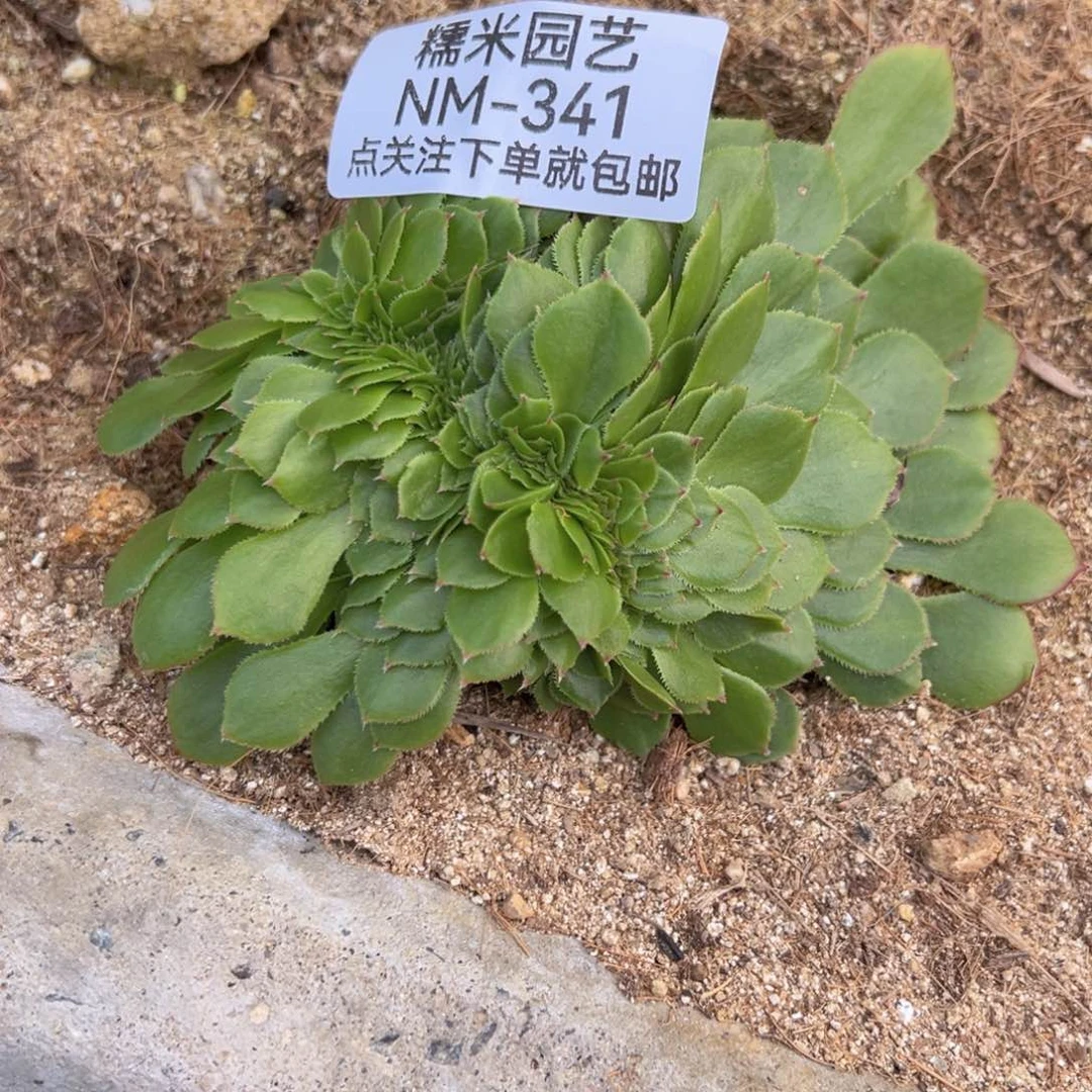 绿箩缀多肉植物341