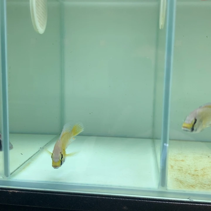 ****。慈鲷鱼10号快乐天使